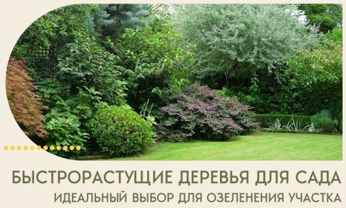 Быстрорастущие деревья для сада идеальный выбор в Городце