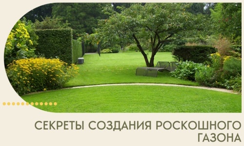 Секреты создания роскошного газона в Городце
